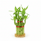 Two-tier lucky bamboo plant for home or office