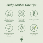 Lucky Bamboo Care Tips