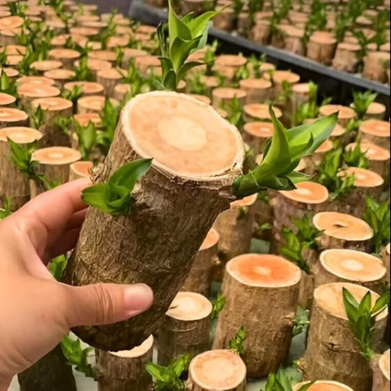 Lucky Brazilian Wood Plant – Lucky Wood Good Luck Live Plant