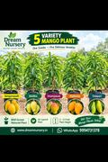 Mango combo graphic without price badge