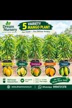 Combo of five grafted mango plants: Banganapalli, Himampasand, Mallika, Alphonso and Totapuri