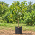 Mango plant product image