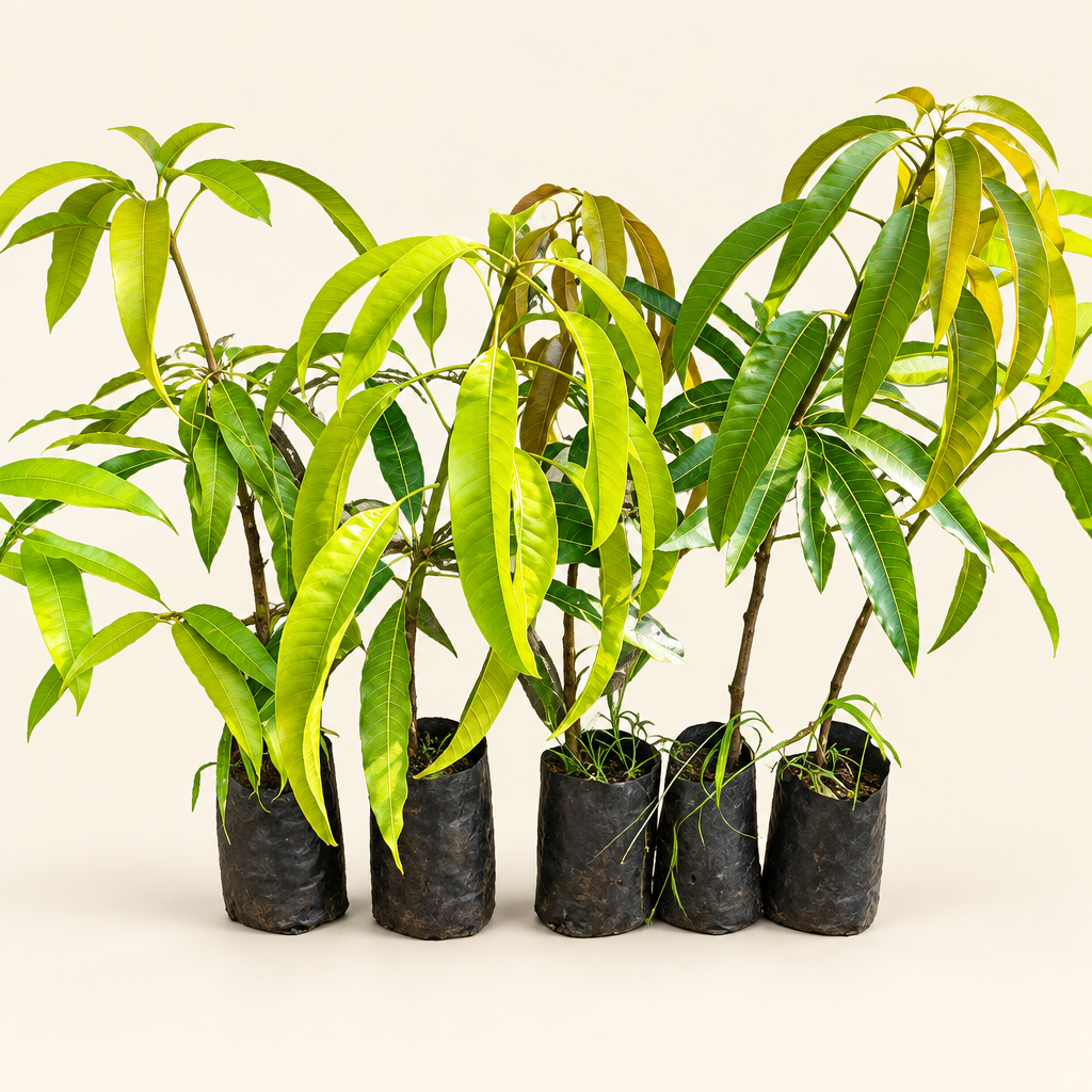 Mango saplings product image
