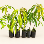 Grafted mango saplings from Dream Nursery