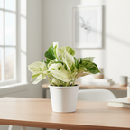 Manjula Pothos - Lifestyle