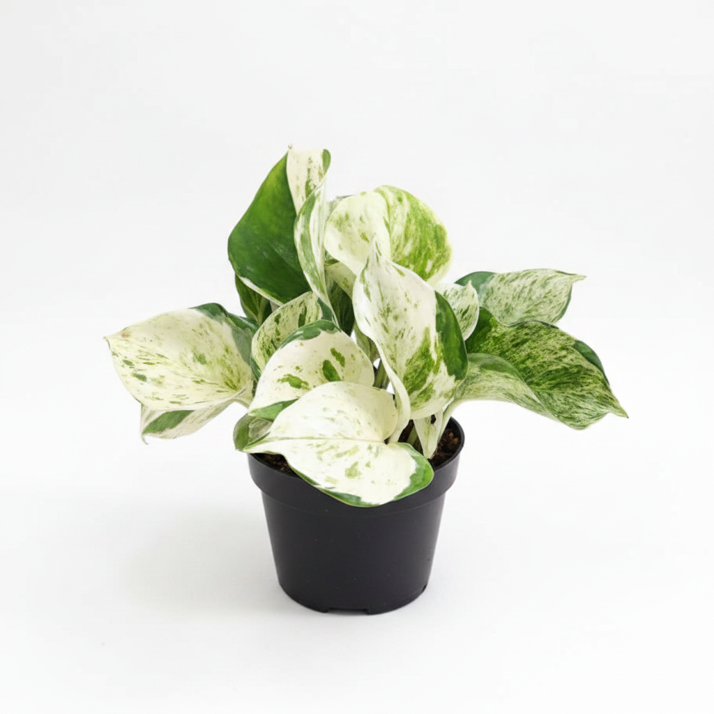 Manjula Pothos - Studio