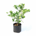 Market Lemon Plant Professional