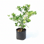 Market Lemon Plant Professional