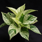 Money Plant - Dark Background
