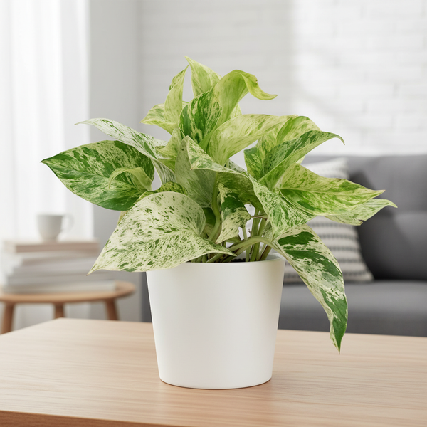 Money Plant - Lifestyle