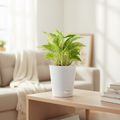 Money Plant - Lifestyle