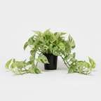 Money Plant - White Background