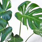 Monstera Deliciosa - Leaf Detail