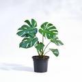 Monstera Deliciosa - Studio Black Pot