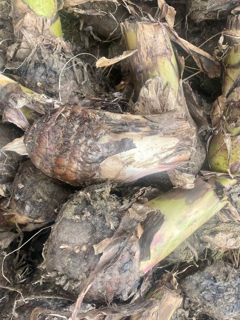 Nendran Banana Plant (Kerala Nendran / Plantain) – live plant.