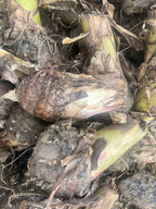 Nendran banana plant growing