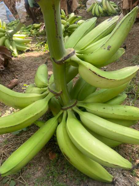 Nendran Banana Plant (Kerala Nendran / Plantain) – live plant.
