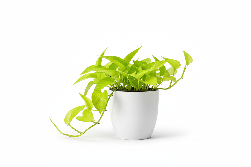 Neon Pothos Side
