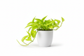 Neon Pothos Side