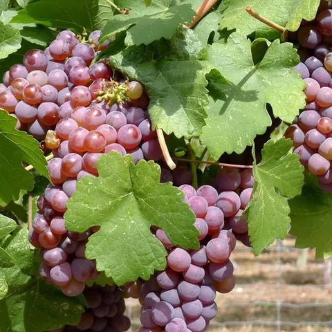 Panner Grapes Plant – Live Fruit Vine