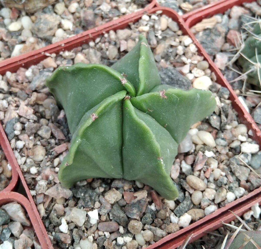 Astrophytum Nudum – Rare Naked Bishop's Cap Cactus (3 Inch).