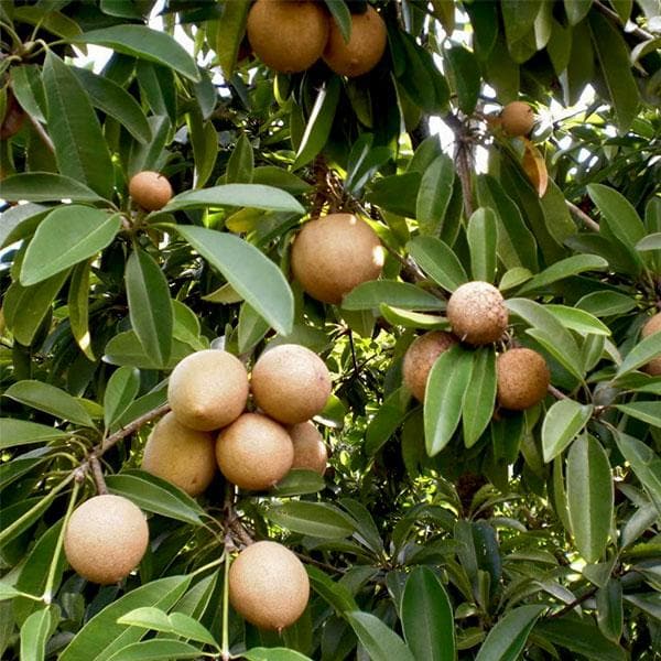 kalapatti Sapota Plant (Chikoo) – Grafted, Fruit-Bearing - Plant
