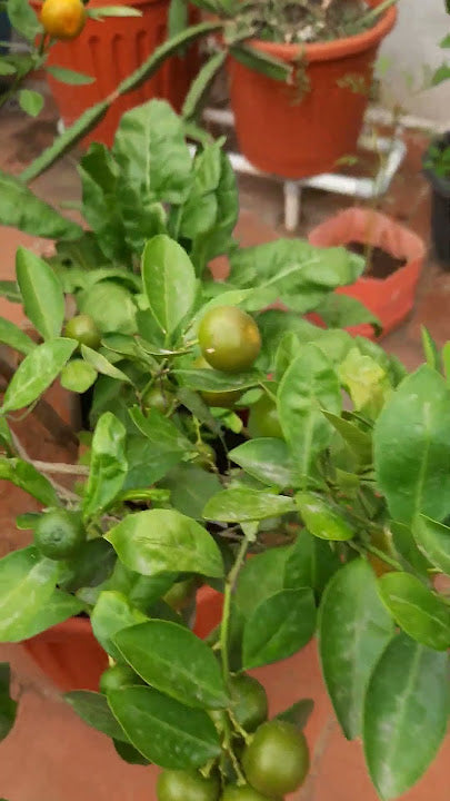 Chinese Orange plant with clusters of green and ripening fruits on branches
