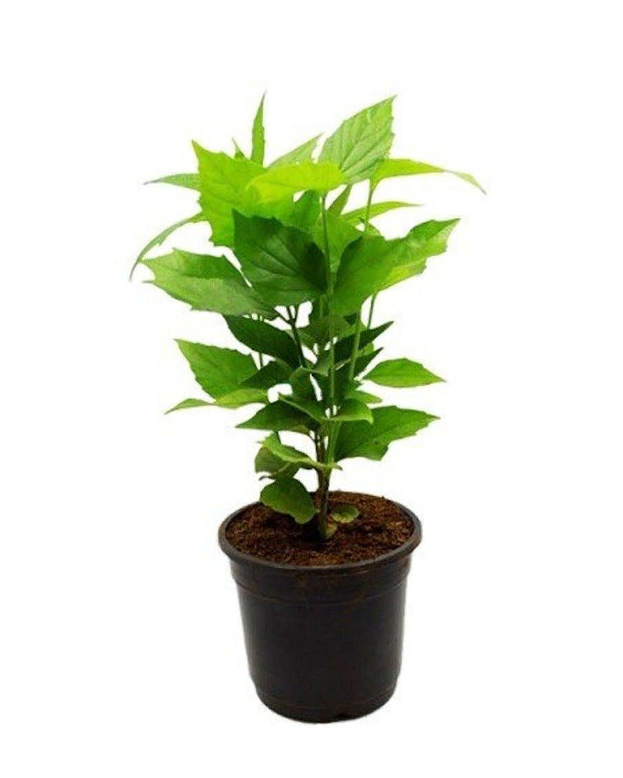Dream Nursery Combo - Parijatham + Pavazhamalli + Crossandra plants