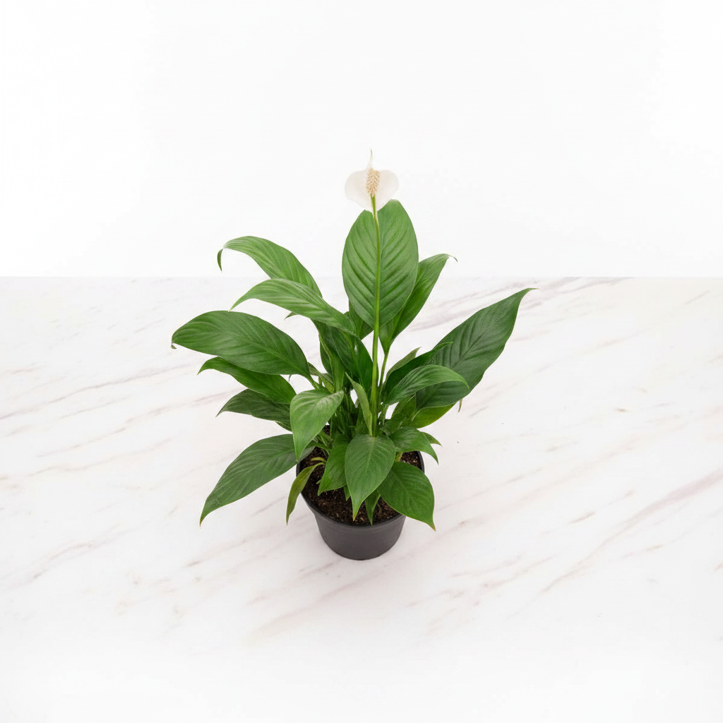 Peace Lily – Marble Flat Lay