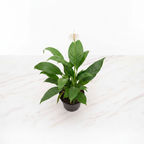 Peace Lily – Marble Flat Lay