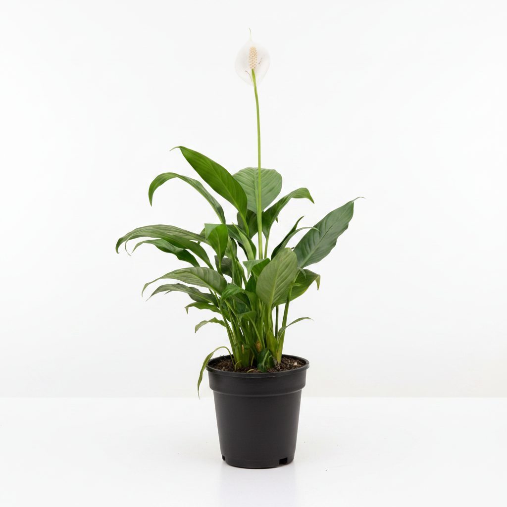 Peace Lily Professional Product Photo
