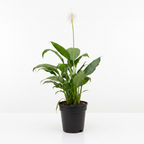 Peace Lily Professional Product Photo