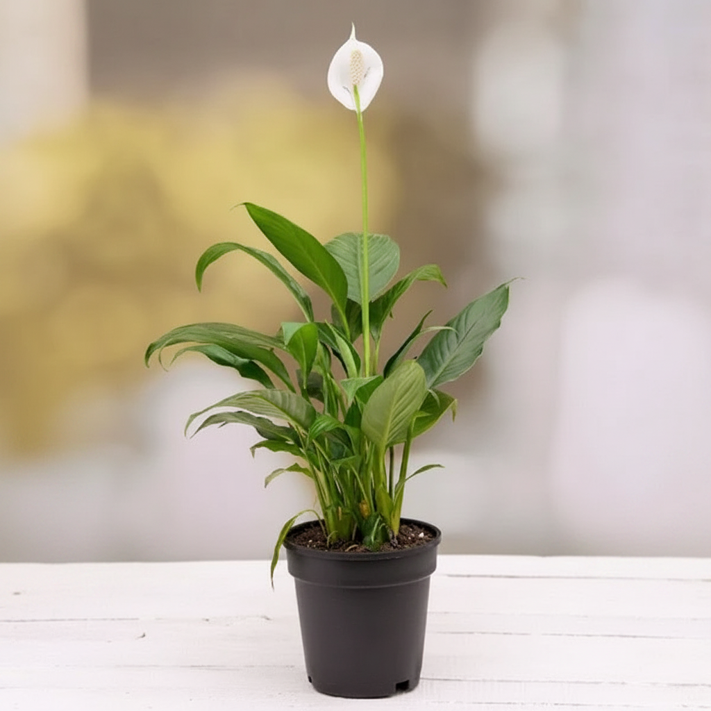Peace Lily – Wood Surface