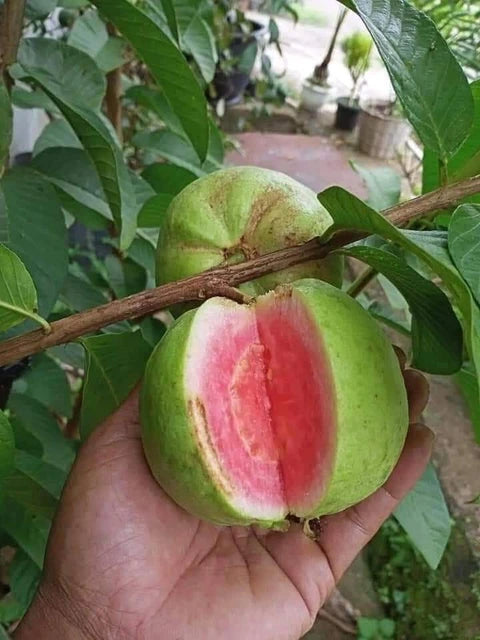 Taiwan Pink Guava Plant – Live Fruit Plant, Sweet & High-Yielding