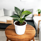 Philodendron Birkin plant in pot styled in a home interior