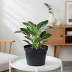 Philodendron Birkin indoor plant placed in a living space, lifestyle view