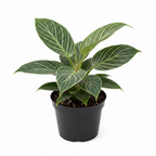 Philodendron Birkin plant with white pinstriped leaves in a pot, studio photo