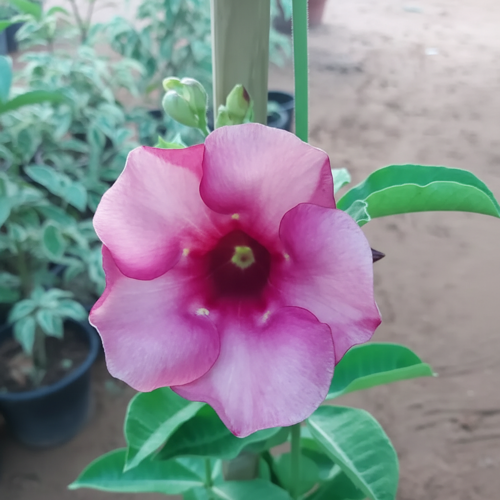 Pink Allamanda Flower Close-Up