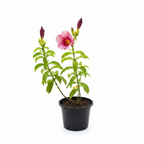 Pink Allamanda Studio