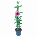 Pink Allamanda White Studio
