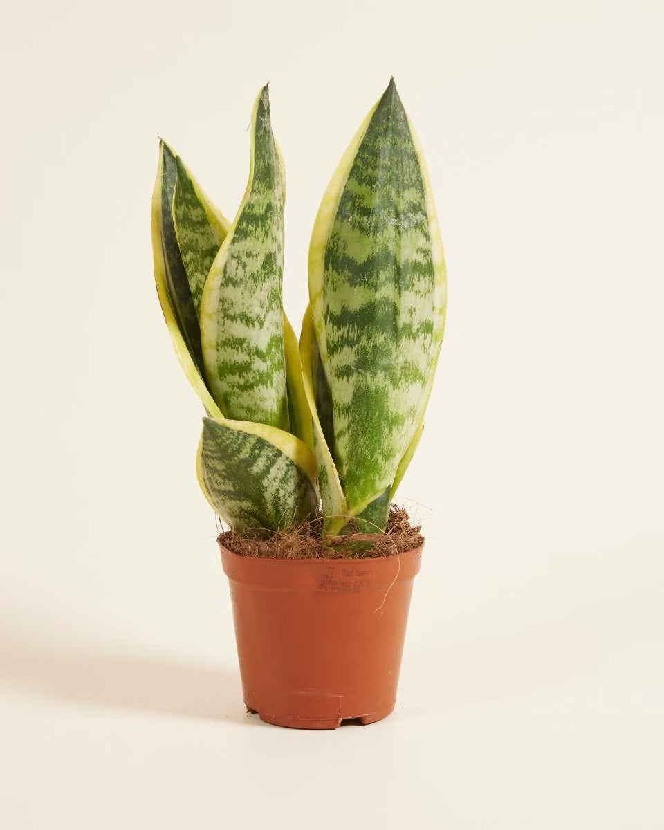 Sansevieria Superba — close-up of upright leaves