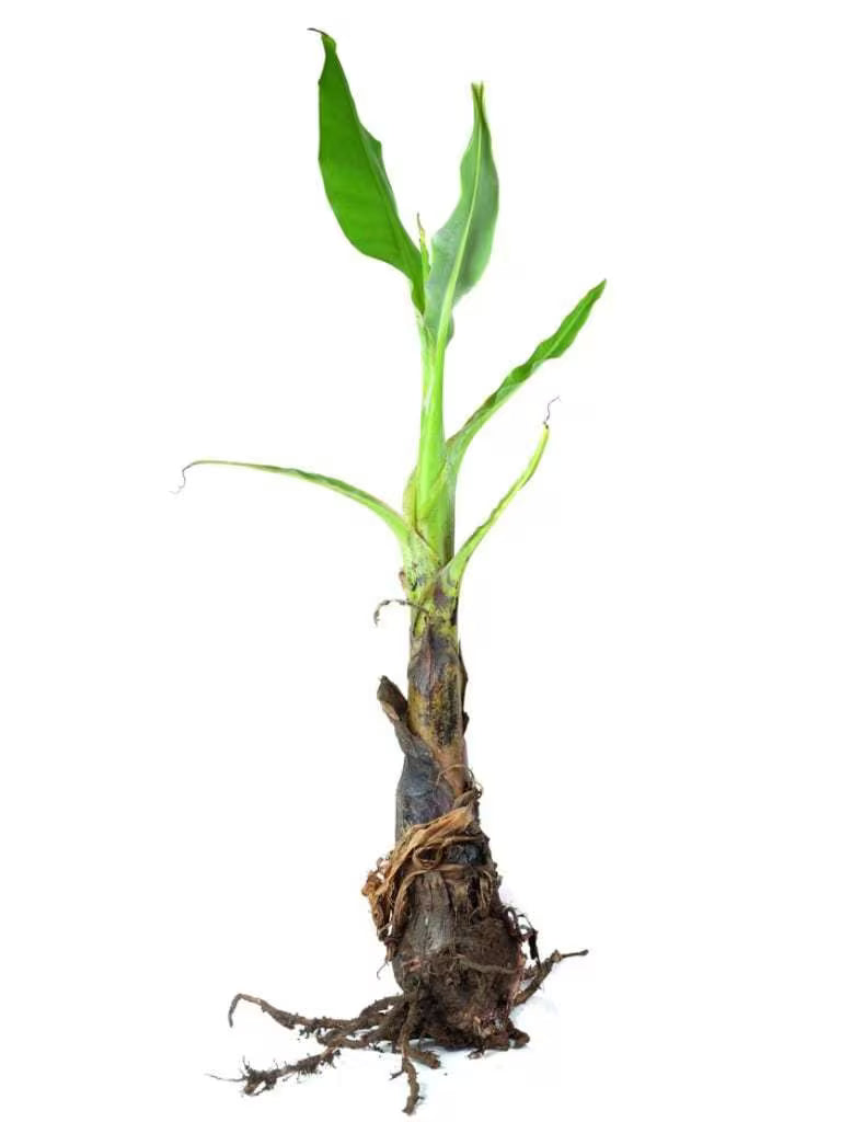 Elakki Banana Plant (Yelakki / Ney Poovan) – Live Fruit Sapling