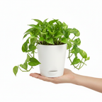 4 inch self watering pot held in hand to show size