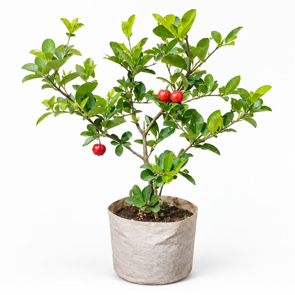 Potted fruit plant product image