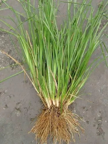Vetiver grass medicinal plant | வெட்டிவேர் | ಲಾವಂಚ | వట్టివేరు | खस