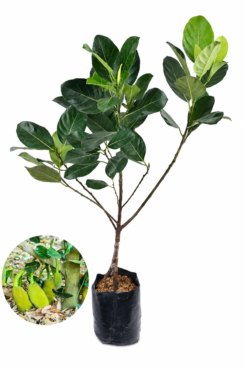 Product image with orange fruit removed