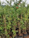 Bhagwa Pomegranate – Live Fruit Plant (Grafted)