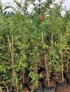 Bhagwa pomegranate grafted fruit plant