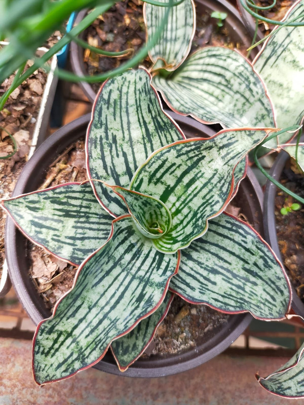 Sansevieria Kirkii 'Cleopatra' – Rare Snake Plant | Live Air Purifier Plant with Pot.