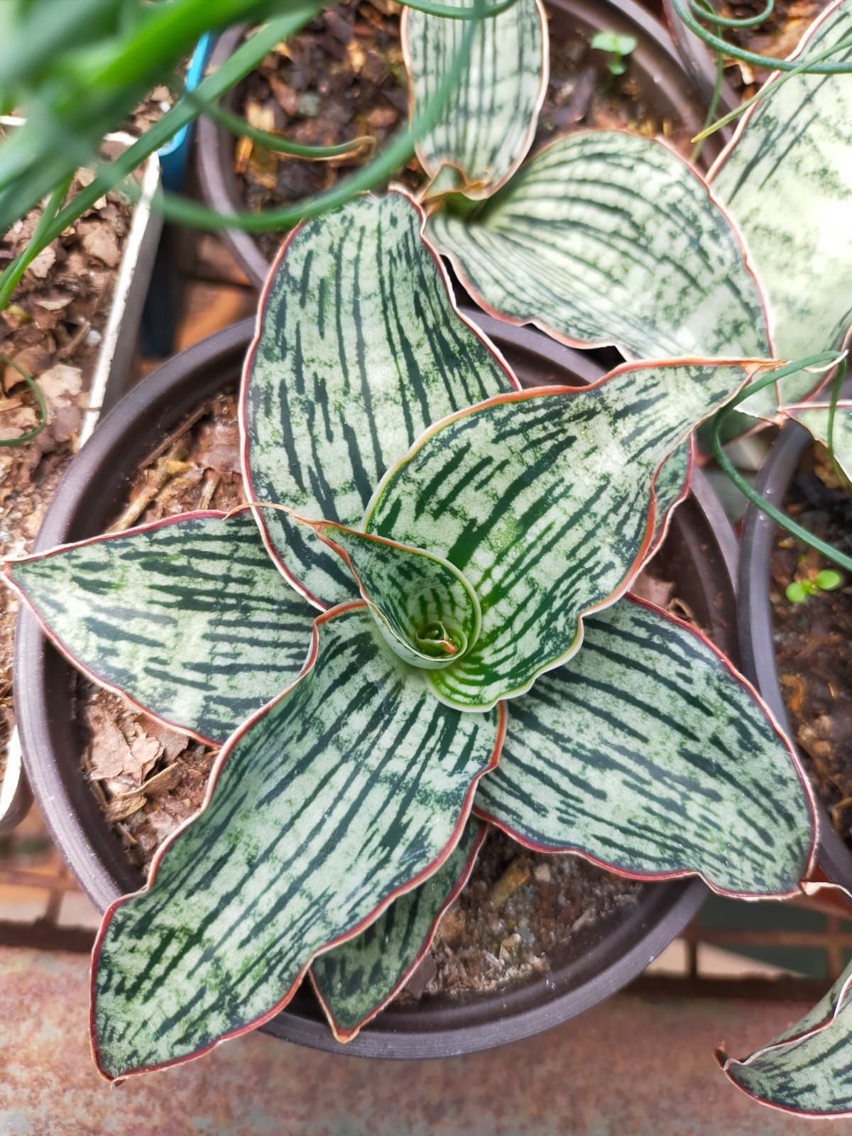Sansevieria Kirkii Cleopatra — product photo